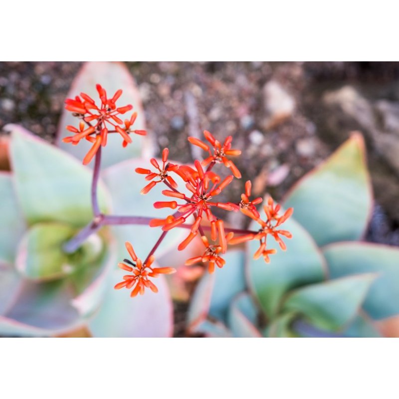 Aloe striata (Aloe striata) 6 frön