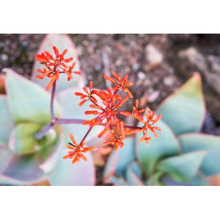 Aloe striata (Aloe striata) 6 semen