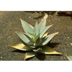 Aloe striata (Aloe striata) 6 semen