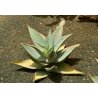 Aloe striata (Aloe striata) 6 nasion