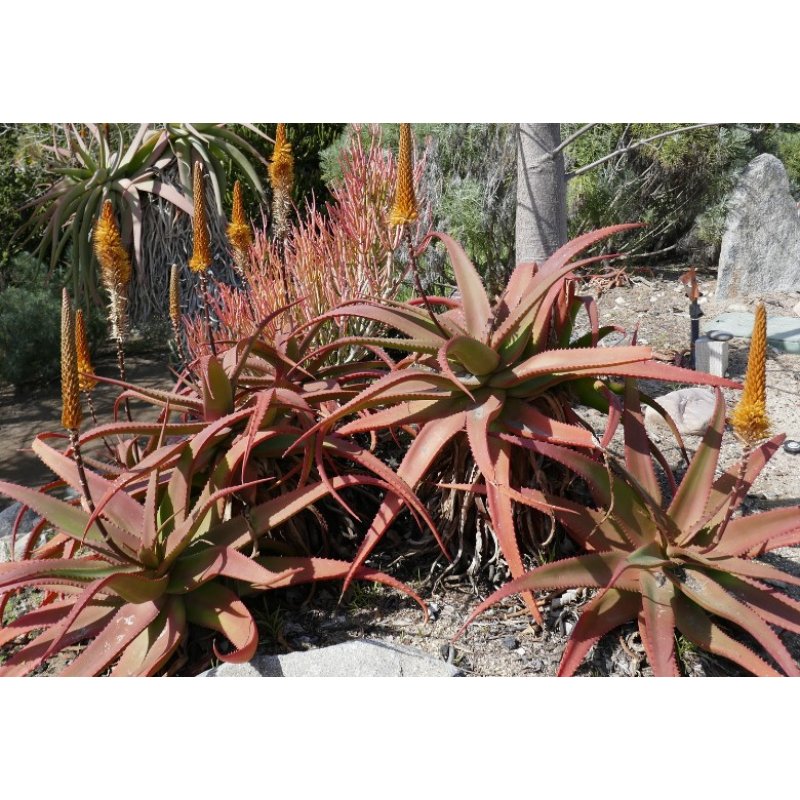 Aloe vanbalenii (Aloe vanbalenii) 6 graines