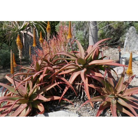 Aloe vanbalenii (Aloe vanbalenii) 6 graines