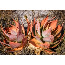 Aloe vanbalenii (Aloe vanbalenii) 6 nasion