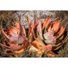 Aloe vanbalenii (Aloe vanbalenii) 6 Samen