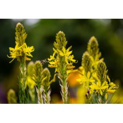 Bulbine harig (Bulbine abyssinica) 5 zaden
