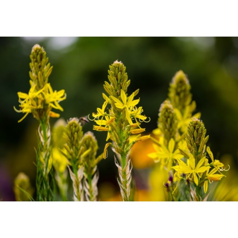 Bulbine huňatá (Bulbine abyssinica) 5 semen
