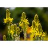 Bulbine harig (Bulbine abyssinica) 5 zaden