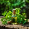 BIO Petržlen - 100 % prírodný esenciálny olej (10ml) - Pěstík