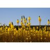 Bulbine zottig (Bulbine abyssinica) 5 Samen