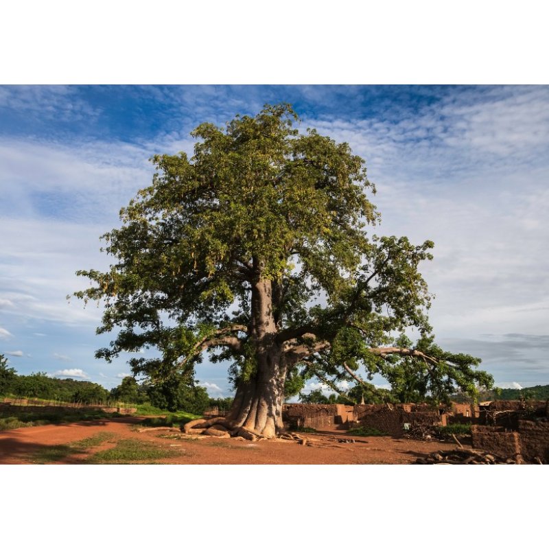 Fingerförmiger Baobab (Adansonia digitata) 5 Samen