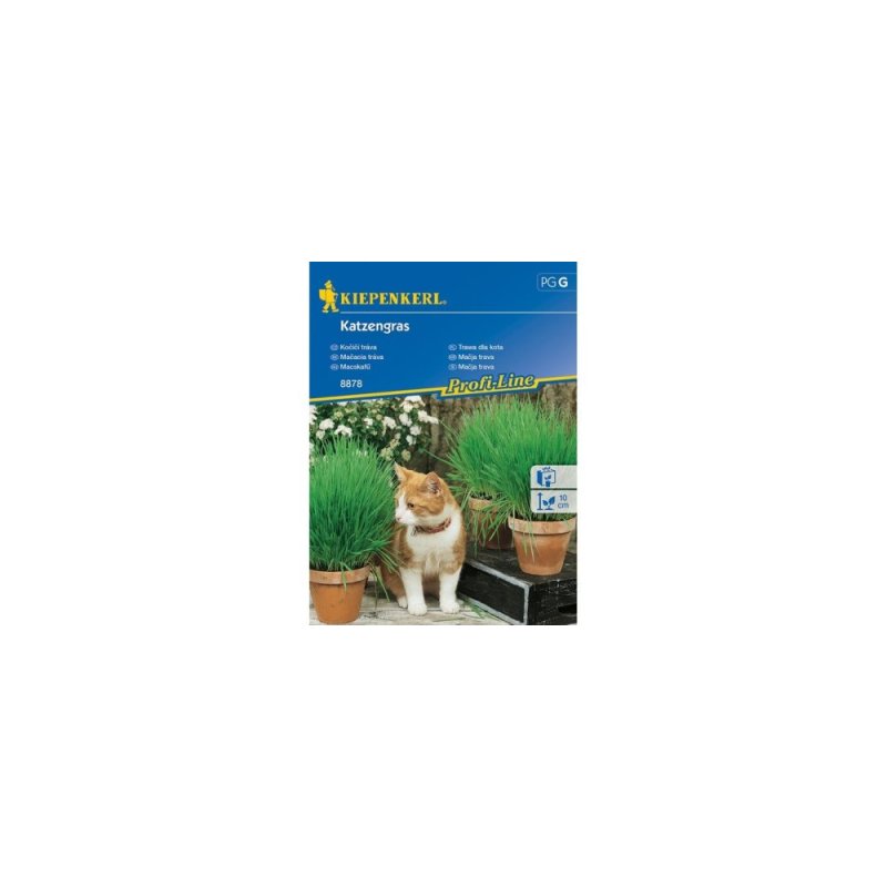Katzengras