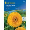 Girasole - Nano a fiore pieno (Geffulter Zwerg)