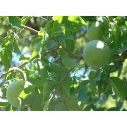 Indische Quitte (Aegle marmelos) 5 Samen