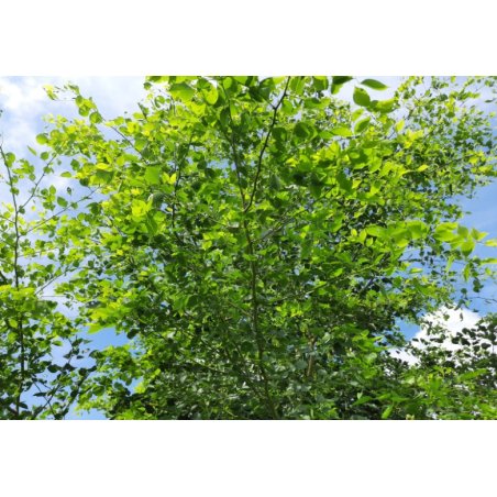 Sisú (Dalbergia sissoo) - 9 semillas
