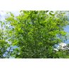 Dalbergia sissoo (Dalbergia sissoo) - 9 Samen