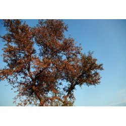 Dalbergia sissoo (Dalbergia sissoo) - 9 Samen