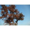 Dalbergia sisso (Dalbergia sissoo) - 9 frön