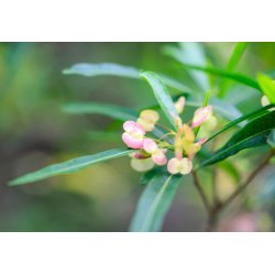 Dodonoea klebrig (Dodonaea viscosa subsp. viscosa) 9 Samen