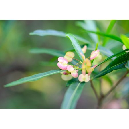 Dodonea lepkavá (Dodonaea viscosa subsp. viscosa) 9 semien