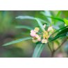Додонея липка (Dodonaea viscosa subsp. viscosa) 9 насінин