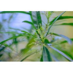Dodonoea klebrig (Dodonaea viscosa subsp. viscosa) 9 Samen