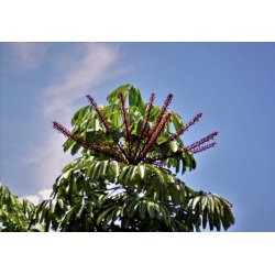 Strahlenaralie (Schefflera actinophylla) 9 Samen