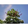 Šeflera (Schefflera actinophylla) 9 semen