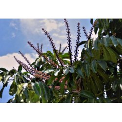 Šeflera (Schefflera actinophylla) 9 semen