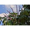Schéflère (Schefflera actinophylla) 9 graines
