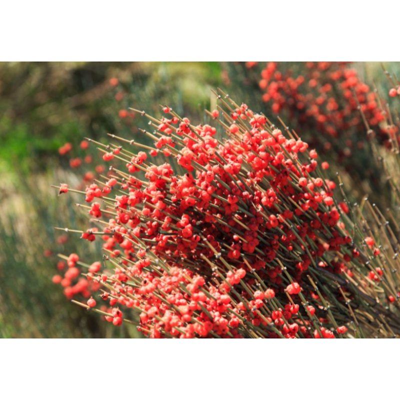 Közepes csikófark (Ephedra intermedia) 8 mag