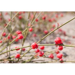 Ephedra intermedia (Joint Fir) 8 seeds