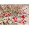 Efedra media (Ephedra intermedia) 8 semi