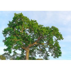 Kapokier blanc (Ceiba pentandra) 7 graines