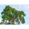Kapokier blanc (Ceiba pentandra) 7 graines