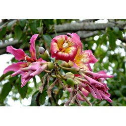 Kapokier blanc (Ceiba pentandra) 7 graines