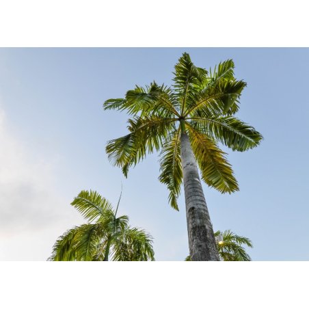 Palmier royal (Roystonea regia) 4 graines