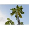 Palmier royal (Roystonea regia) 4 graines