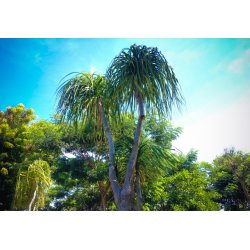 Nolina Elefantenfuß (Beaucarnea guatemalensis) 7 Samen