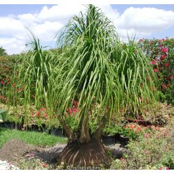 Nolina olifantsvoet (Beaucarnea guatemalensis) 7 zaden