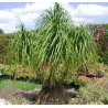 Nolina Elefantfot (Beaucarnea guatemalensis) 7 frön