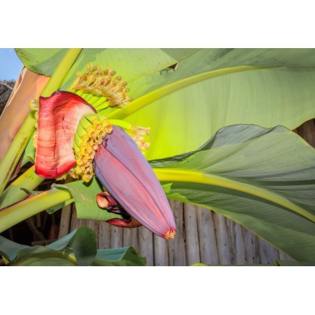 Gewöhnliche Banane (Musa balbisiana) 5 Samen