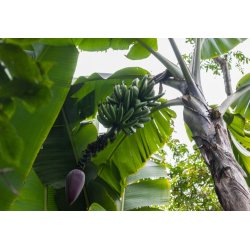Bananier commun (Musa balbisiana) 5 graines