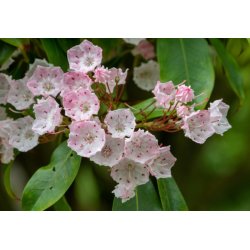 Dalbergia latifolia (Dalbergia cu frunze late) 7 semințe