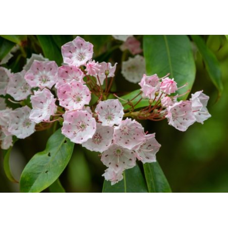 Dalbergia latifolia (Dalbergia latifolia) 7 zaden