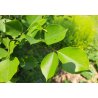 Dalbergia latifolia (Dalbergia latifolia) 7 Samen