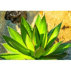Agave horrida (Agave horrida) 10 zaden
