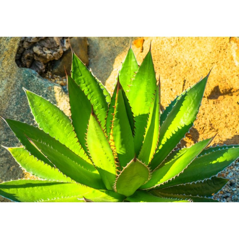 Агаве хорида (Agave horrida) 10 насінин