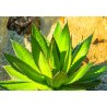 Agave horrida (Agave horrida) 10 zaden