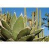Agave horrida (Agave horrida) 10 semi