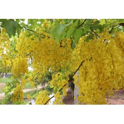 Kassia (Cassia fistula) 7 frön